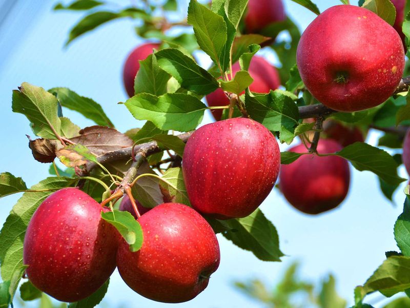 Disease-Resistant Apples Make Backyard Growing Simpler