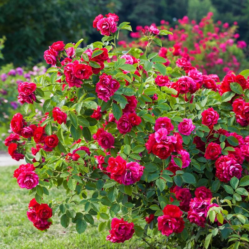 Disease Resistant Roses Bloom More Reliably