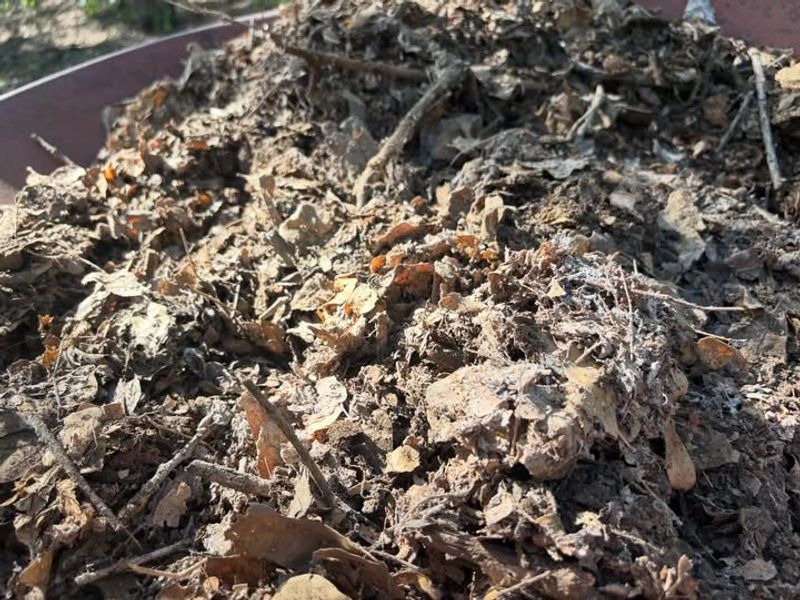 Diseased Leaves Can Bring Last Year's Problems Back