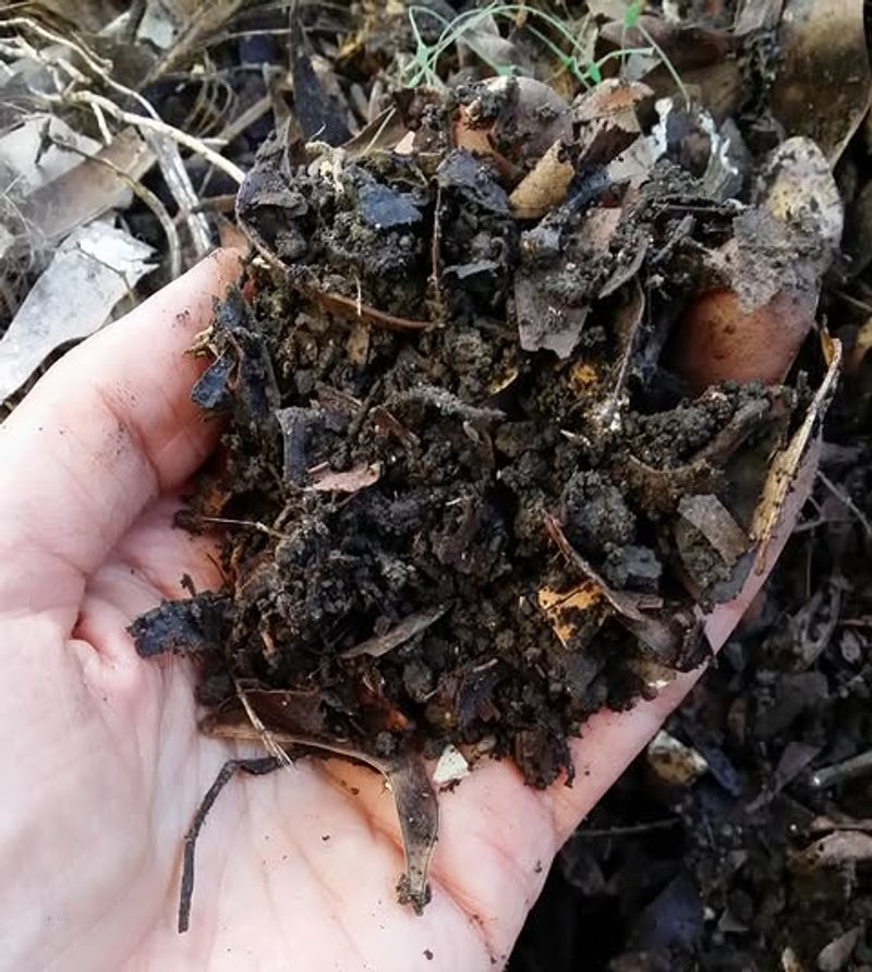 Diseased Plant Debris Diseased Plant Debris