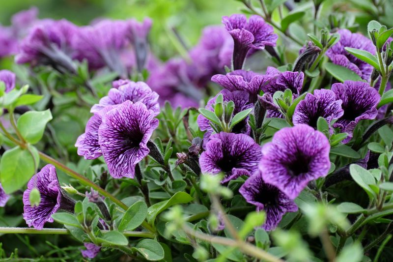 Dispose Of Removed Flowers Away From The Plant Dispose Of Removed Flowers Away From The Plant