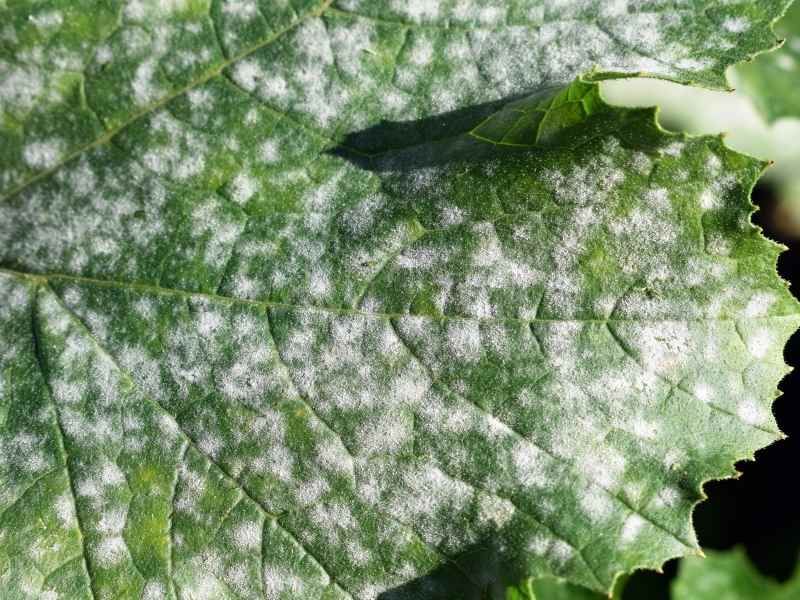 Distance Them From Powdery Mildew Prone Cucumbers Distance Them From Powdery Mildew Prone Cucumbers
