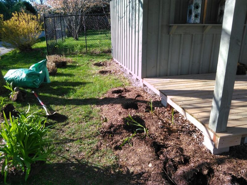 Disturbed Mulch Or Loose Soil Near Plants Disturbed Mulch Or Loose Soil Near Plants