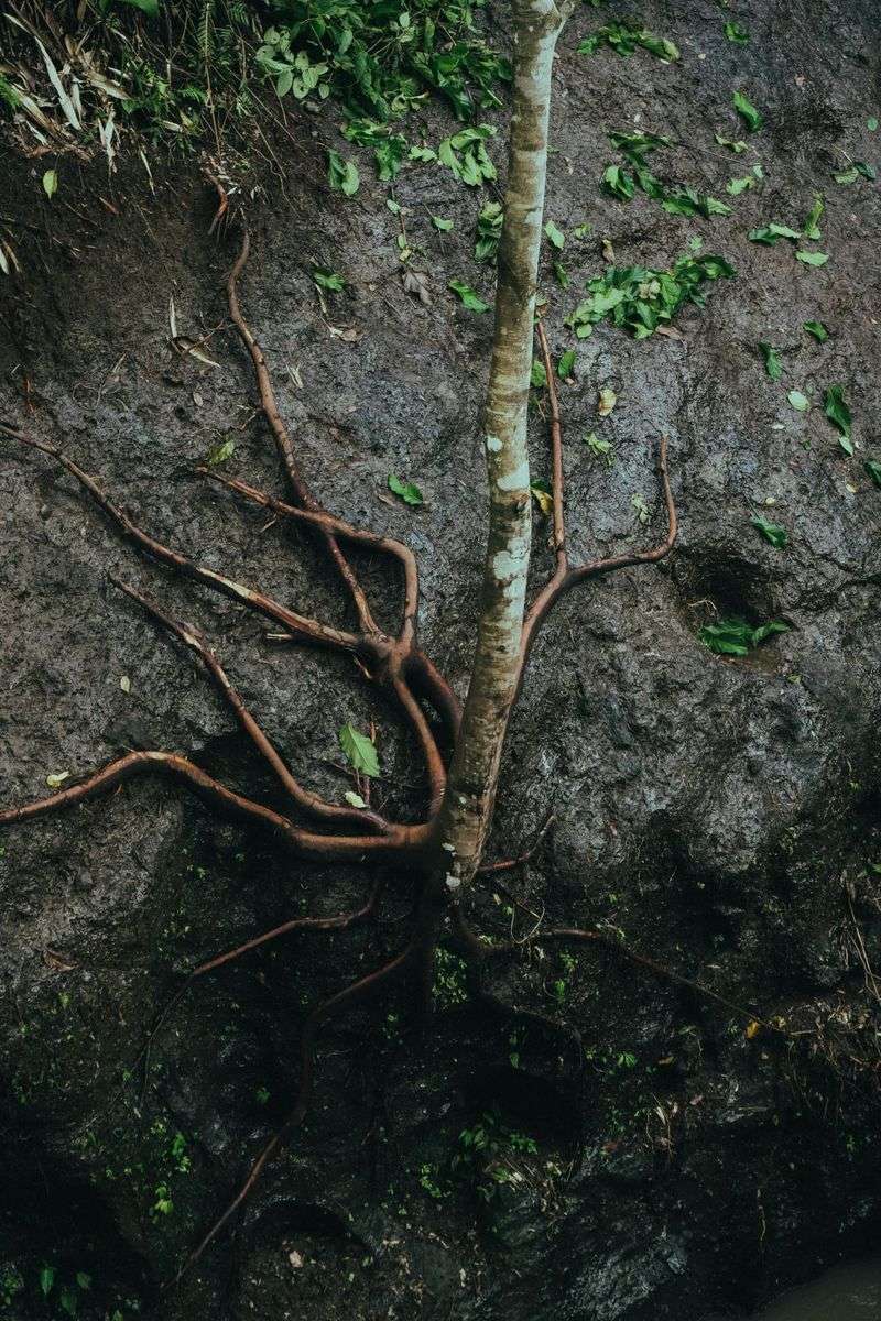 Disturbed Or Collapsed Soil Around Plant Roots Disturbed Or Collapsed Soil Around Plant Roots