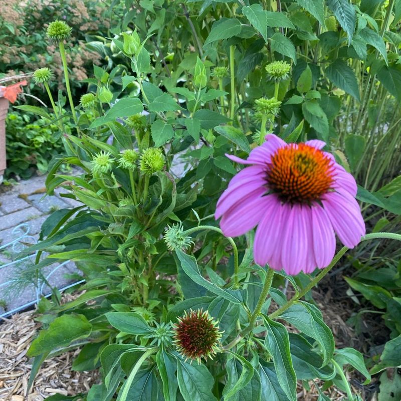Divide Crowded Clumps When Blooming Slows Divide Crowded Clumps When Blooming Slows