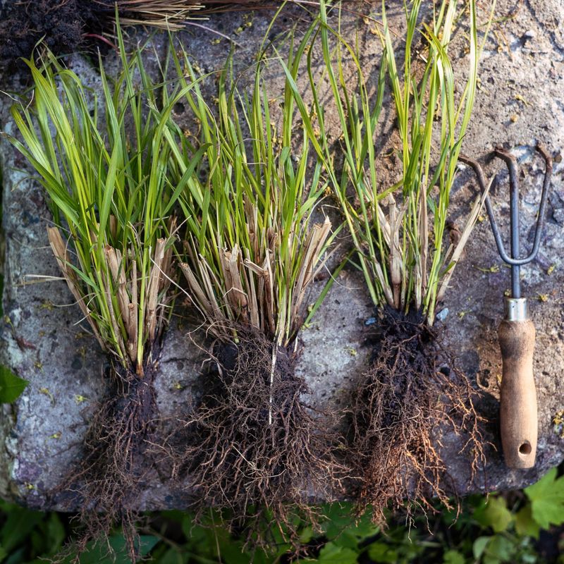 Divide Crowded Perennials And Bulbs