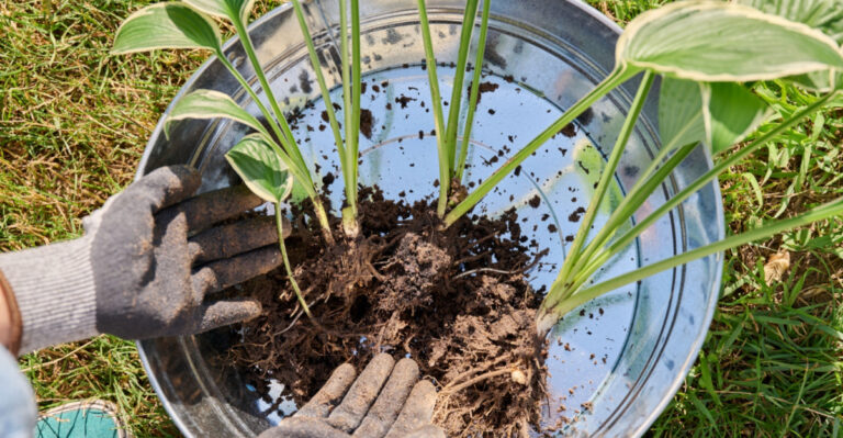 Divide These 8 Perennials In Michigan Now And Fill Your Entire Garden For Free