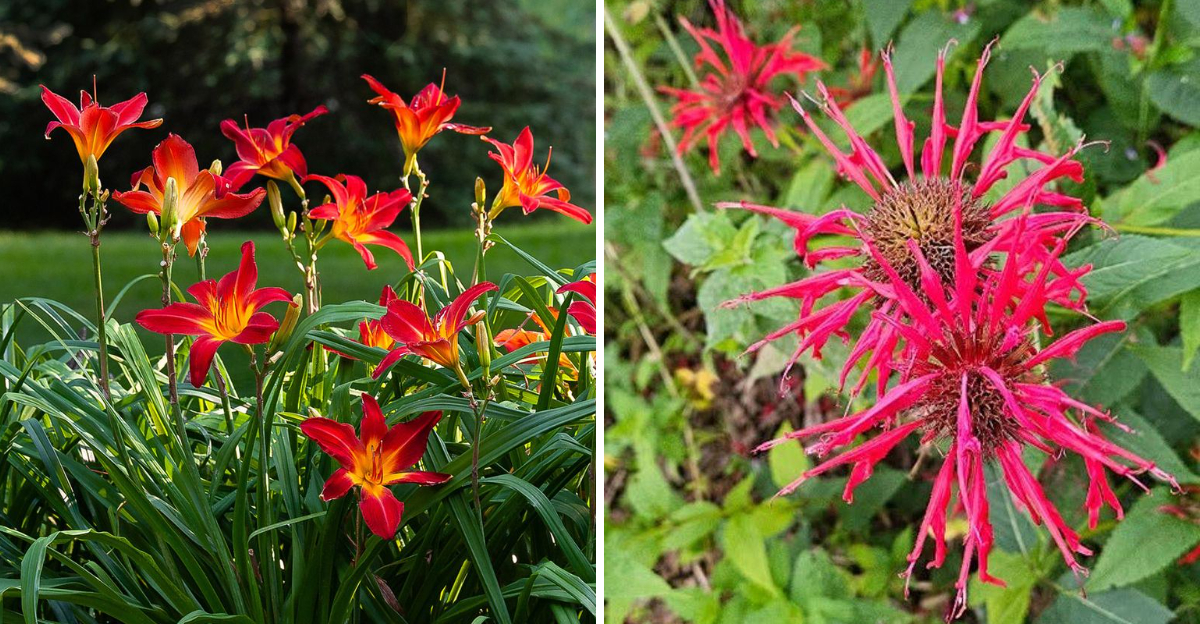 daylily and bee balm