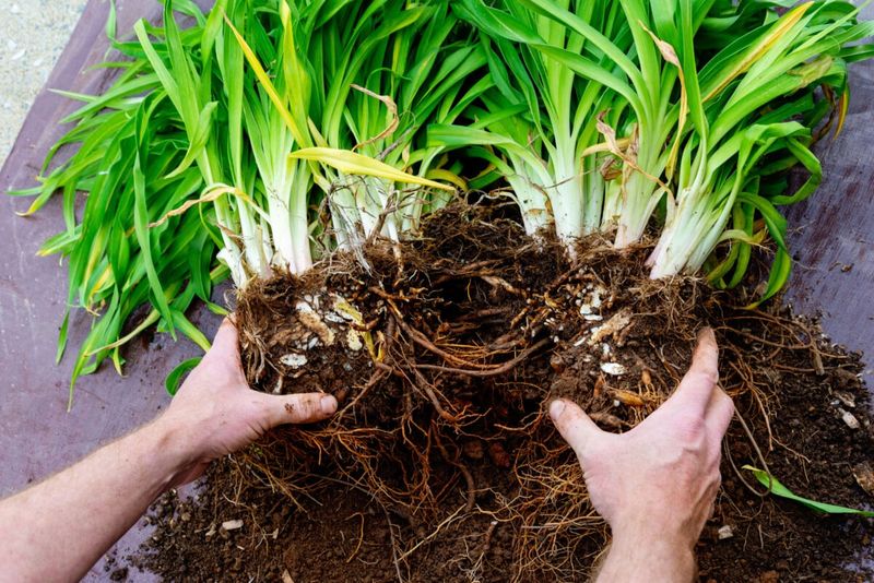 Dividing Restores Root Space And Plant Energy