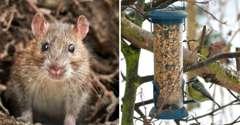 rat and bird feeder