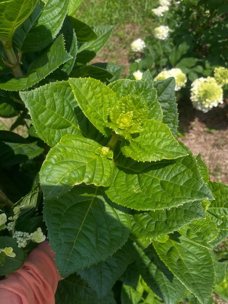 Do Not Cut Bigleaf Hydrangeas Too Hard