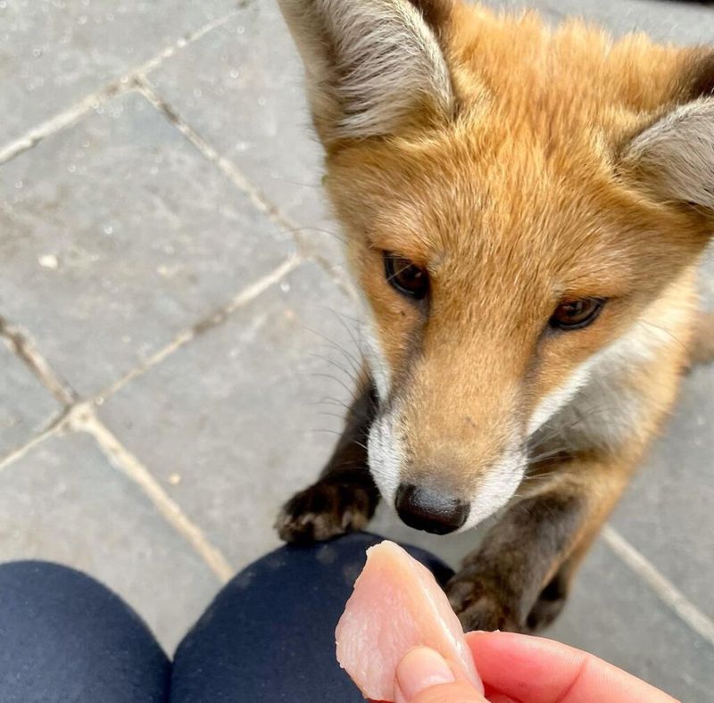 Do Not Feed Or Approach The Fox