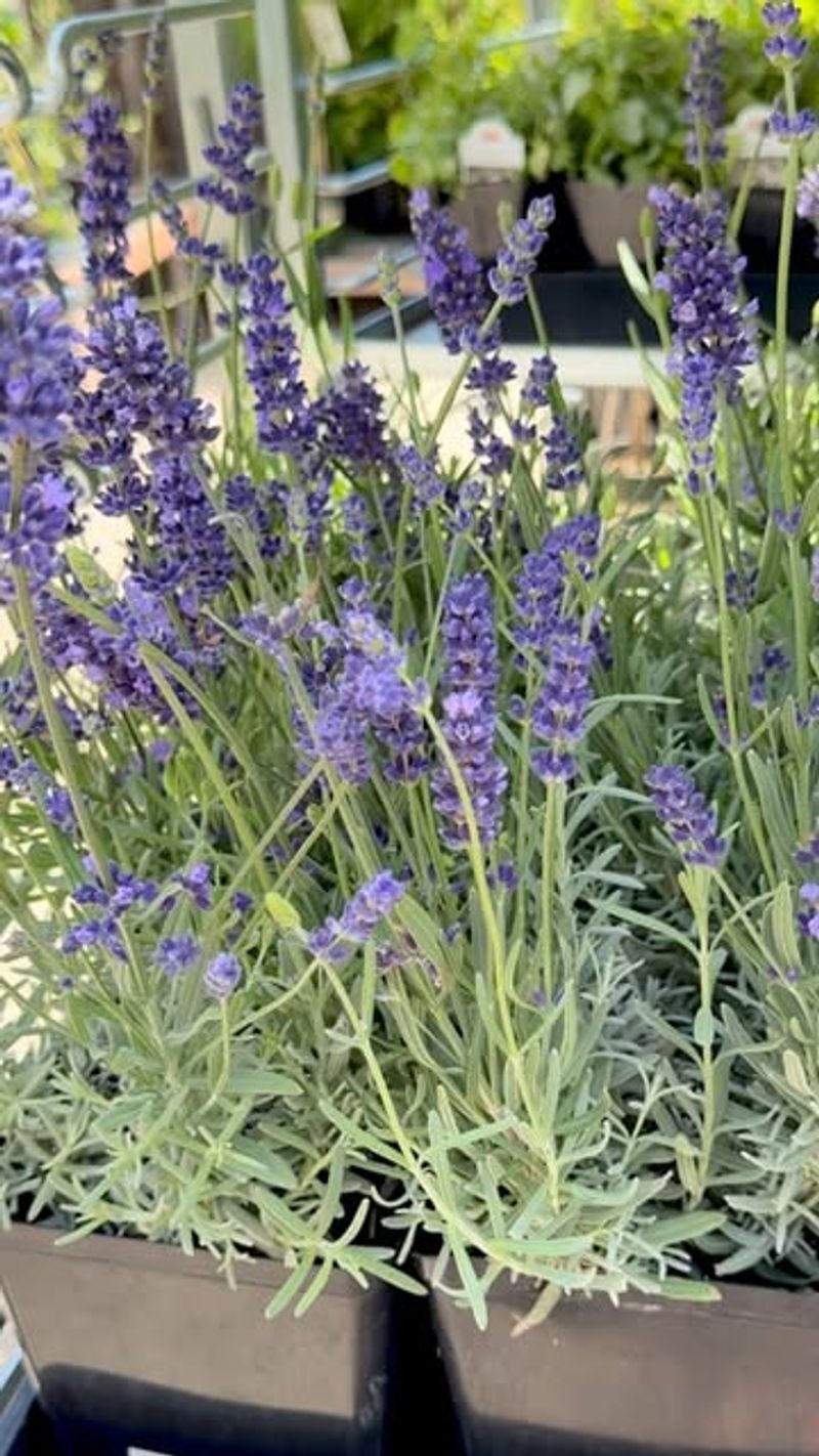 Do Not Fertilize Late In Summer