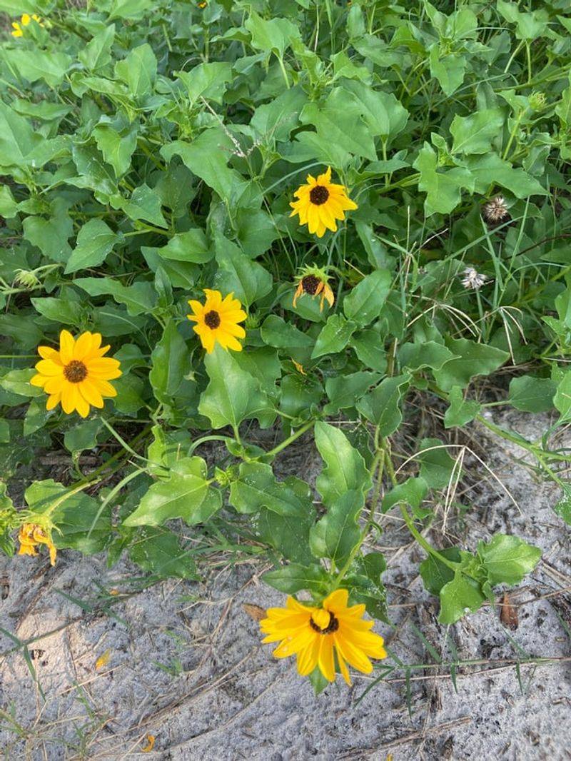Do Not Flood Beach Sunflower Just Because It Wilts