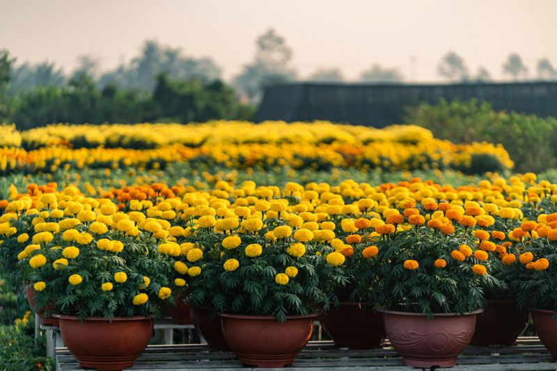 Do Not Let Marigolds Fool You. They Mean Business.