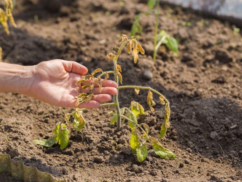 Do Not Let Plants Wilt Severely