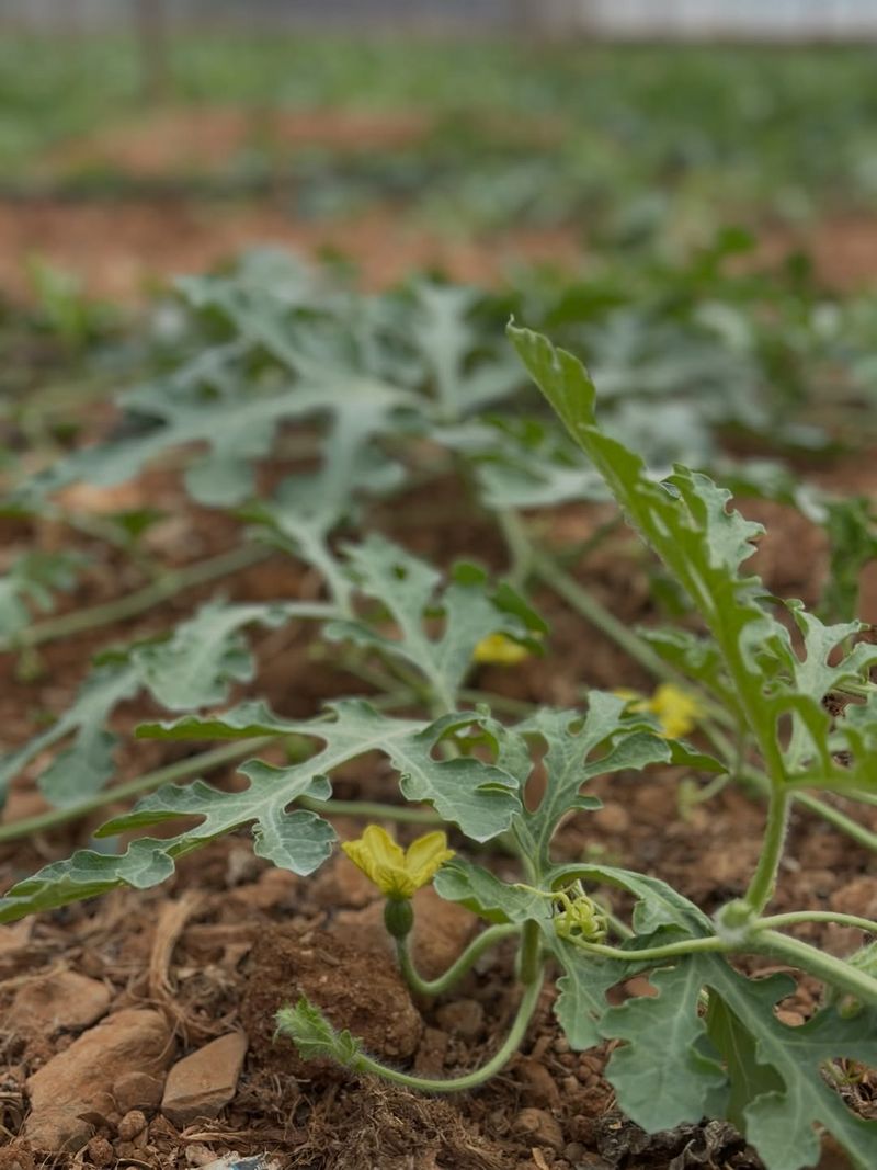 Do Not Overfeed Vines Late In The Season