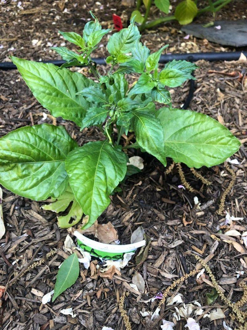 Do Not Overwater Peppers That Have Stalled