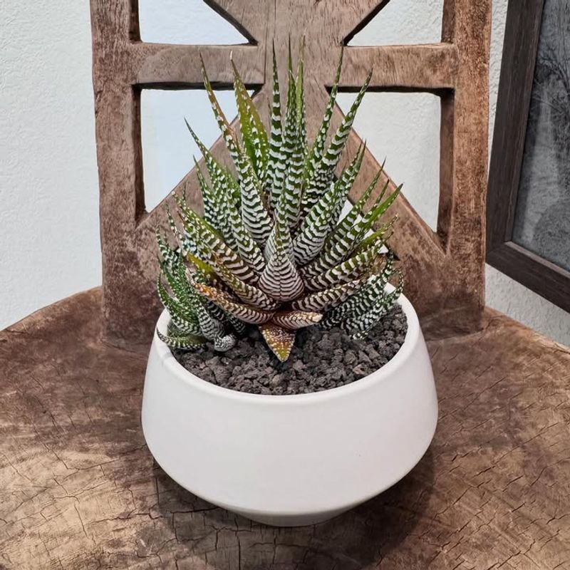 Do Not Treat It Like A Desert Cactus