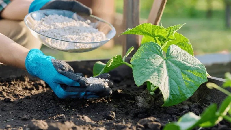 Do Not Use Epsom Salt As A Complete Fertilizer