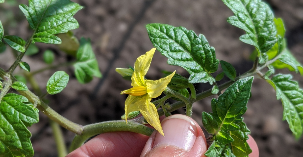 tomato flowering
