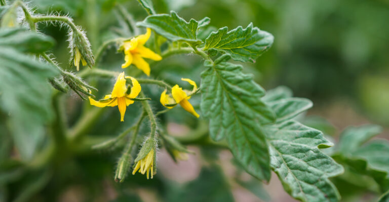 tomato bloom