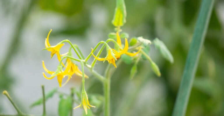 Do These 8 Things The Second Your Tennessee Tomatoes Start Flowering