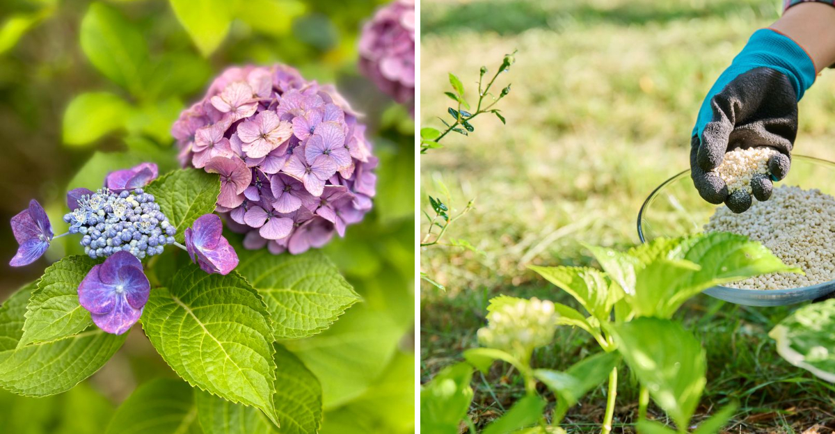 hydrangea care