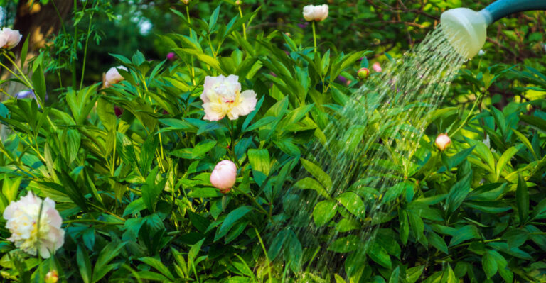 watering peonies