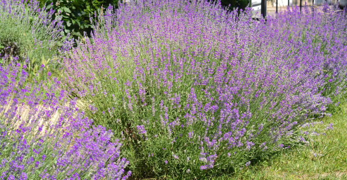 lavender