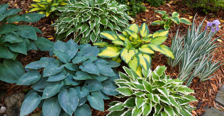 hostas