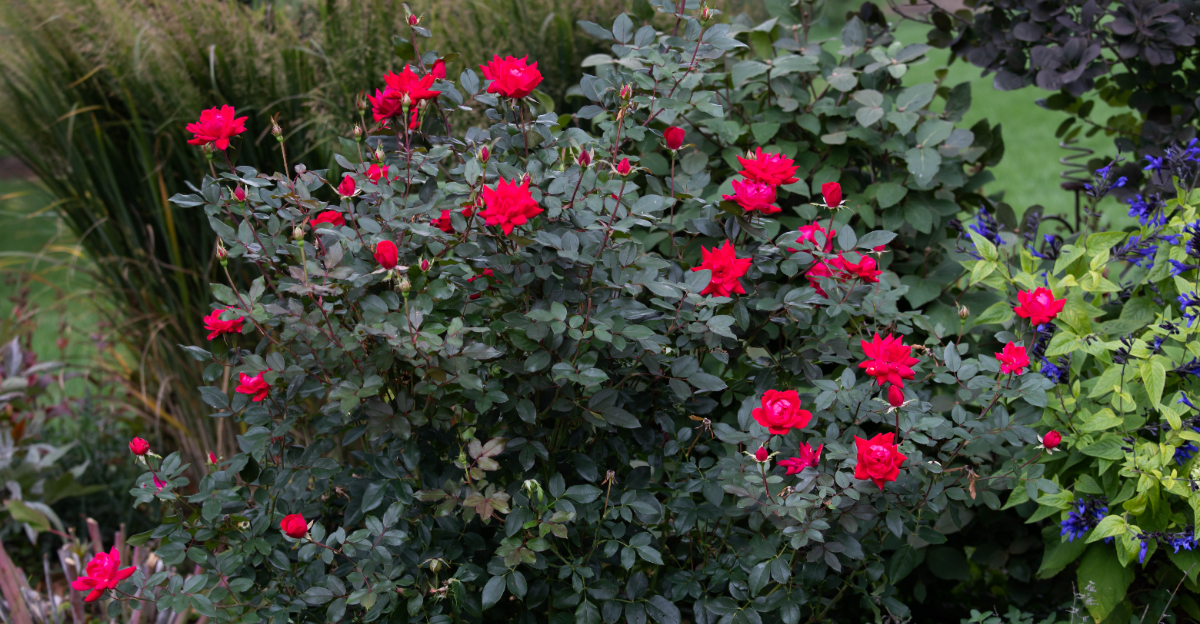 knockout roses