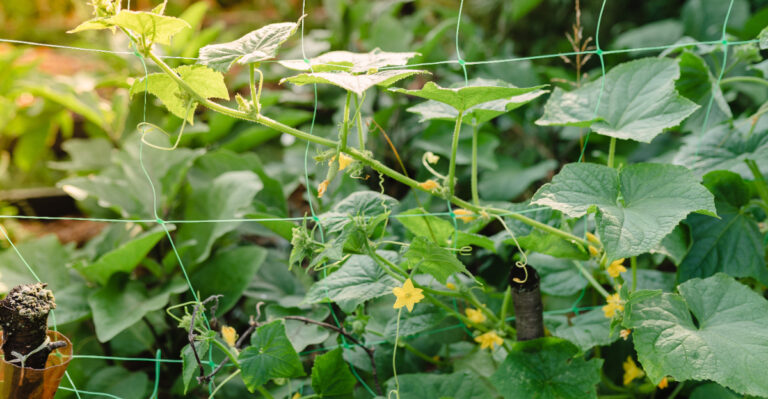 cucumber flowering