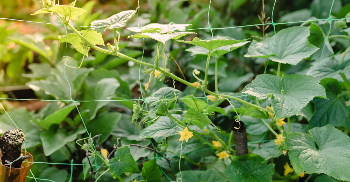 cucumber flowering
