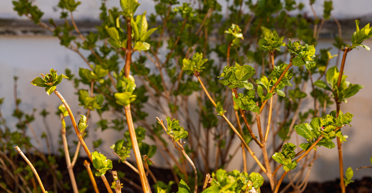 hydrangea new growth