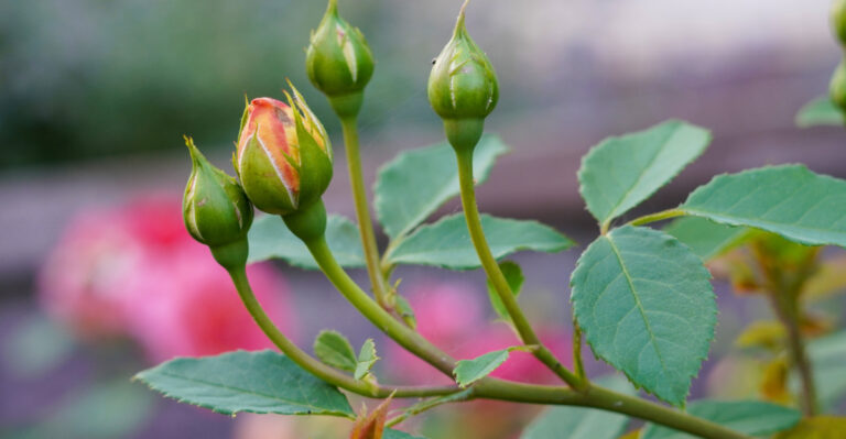 rose buds