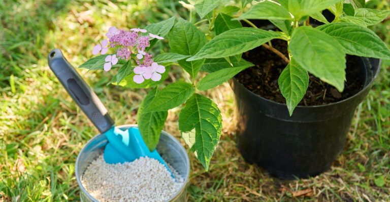 hydrangea feeding
