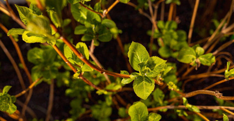 Do These Things The Moment Your Oregon Hydrangeas Start Showing New Growth