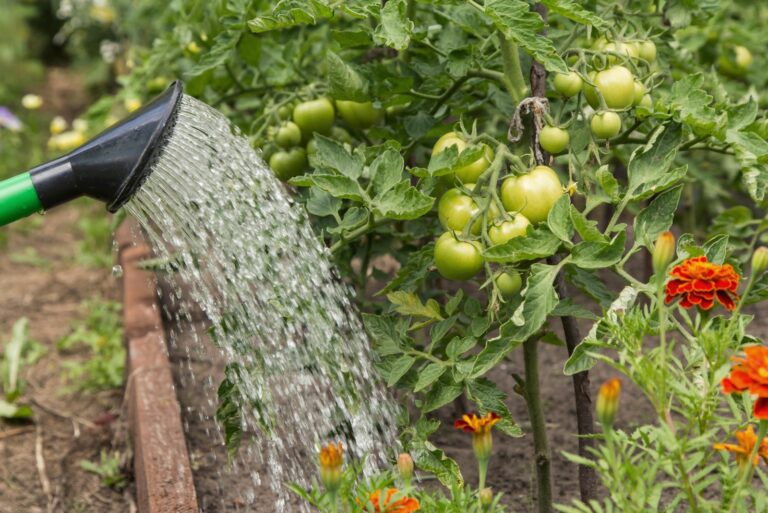watering tomatoes