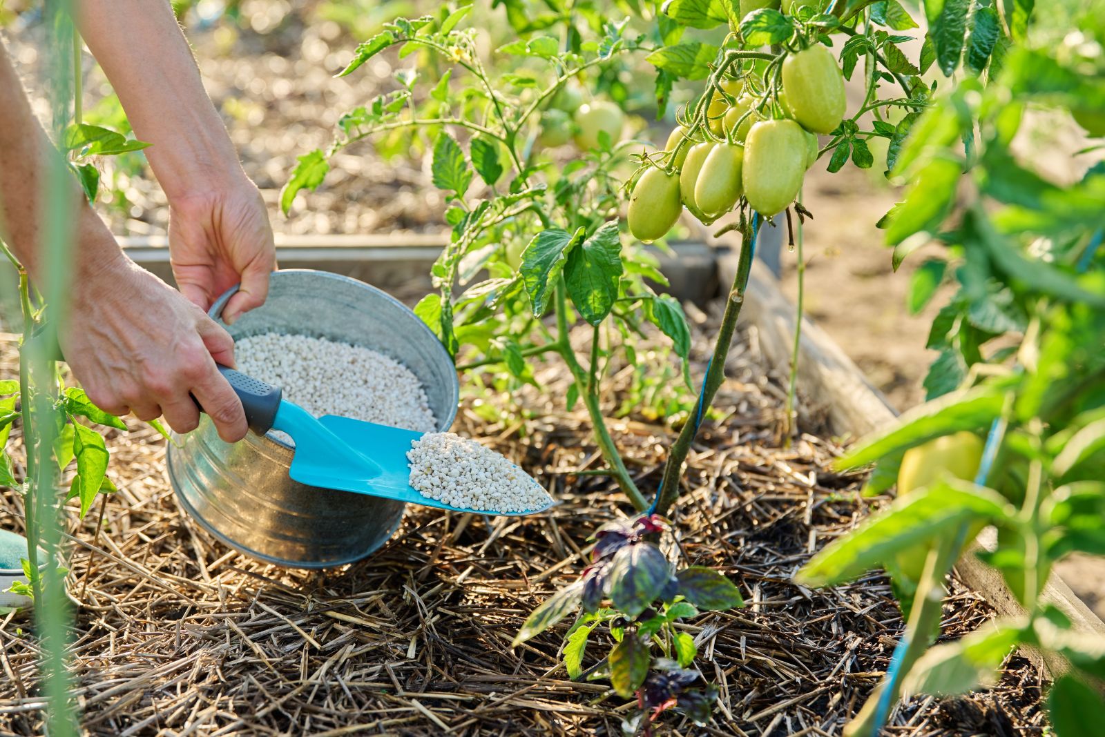 fertilizing tomato