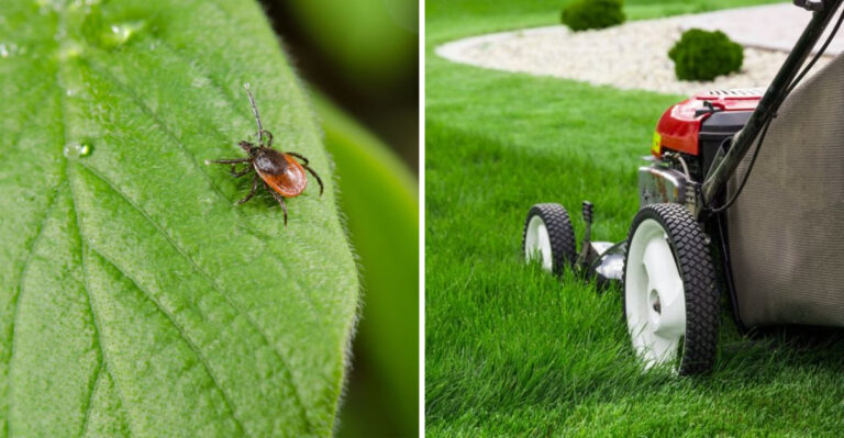Do These Things To Your Michigan Yard Now To Help Reduce Ticks All Summer