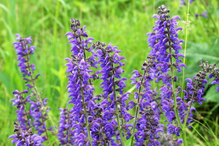 salvia