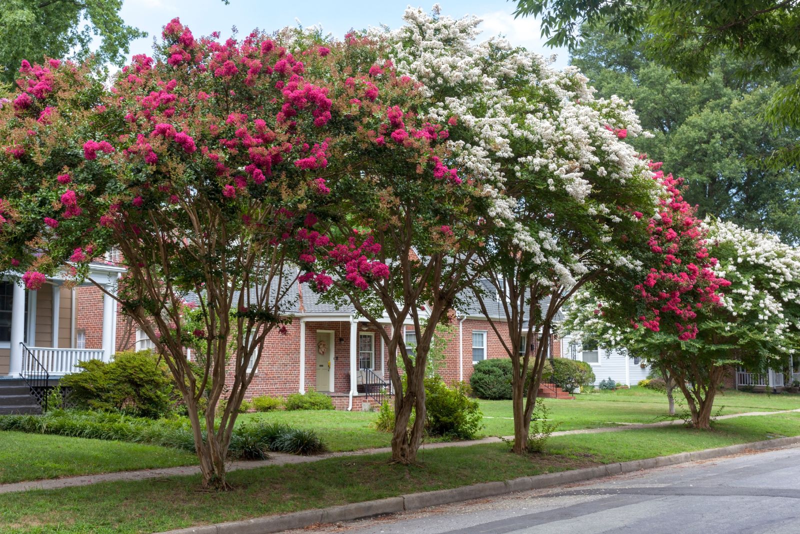 crape myrtles