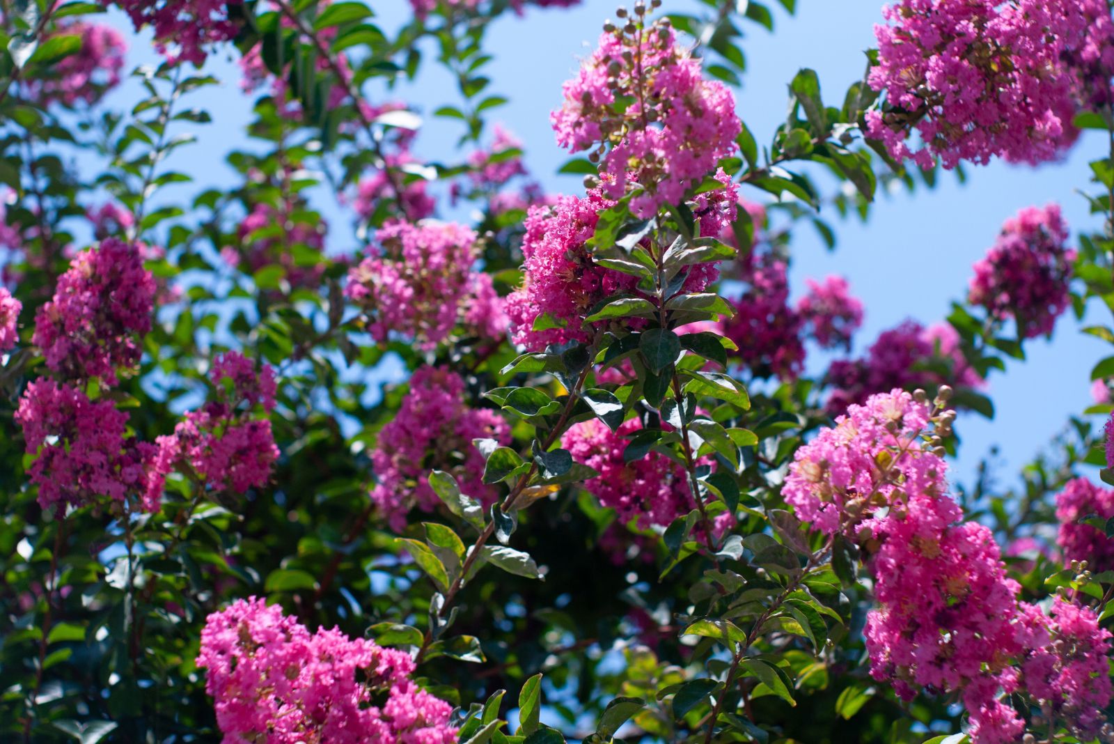 crape myrtle