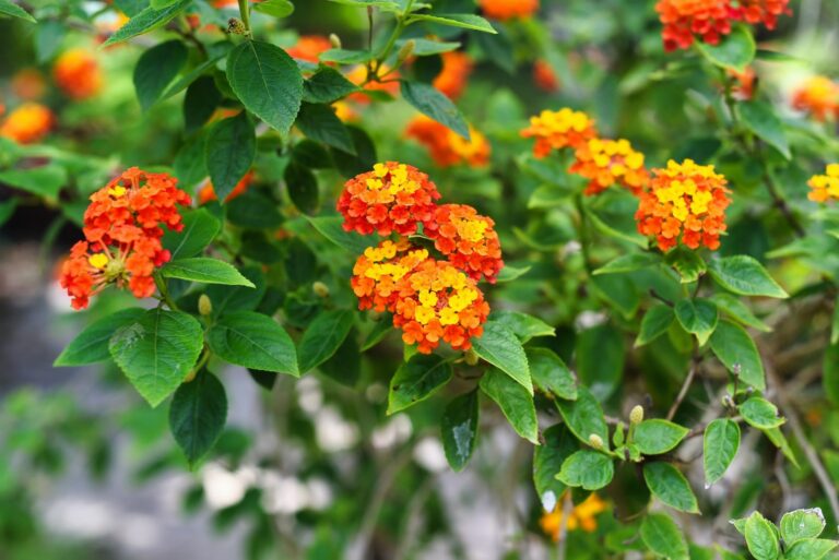 texas lantana