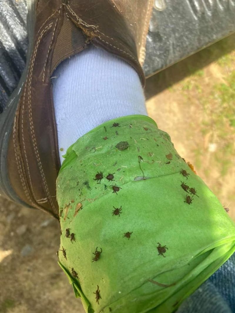 Do Tick Checks After Working In Brushy Areas
