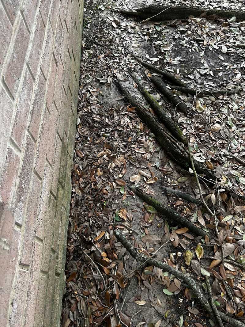 Document The Damage Before Cutting