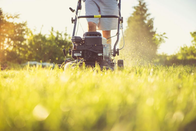 Does No Mow May Actually Work In Illinois? Does No Mow May Actually Work In Illinois?