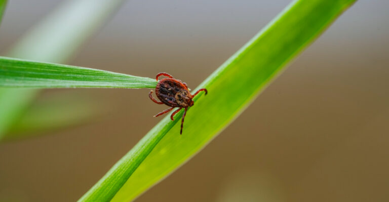 Does No Mow May Attract Ticks In Ohio? Here’s What You Should Know