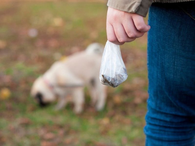 Dog Or Cat Waste Dog Or Cat Waste
